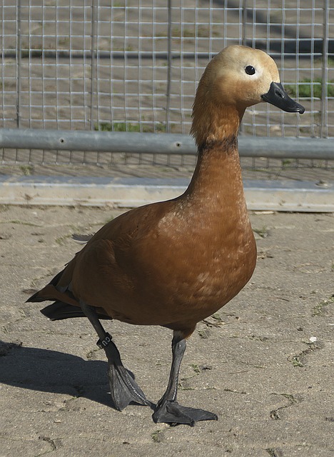 也为其他俱